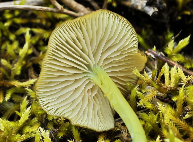 Entoloma incanum